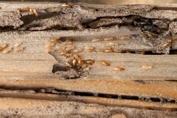 Pest Prevention Services in Five Corners, WA